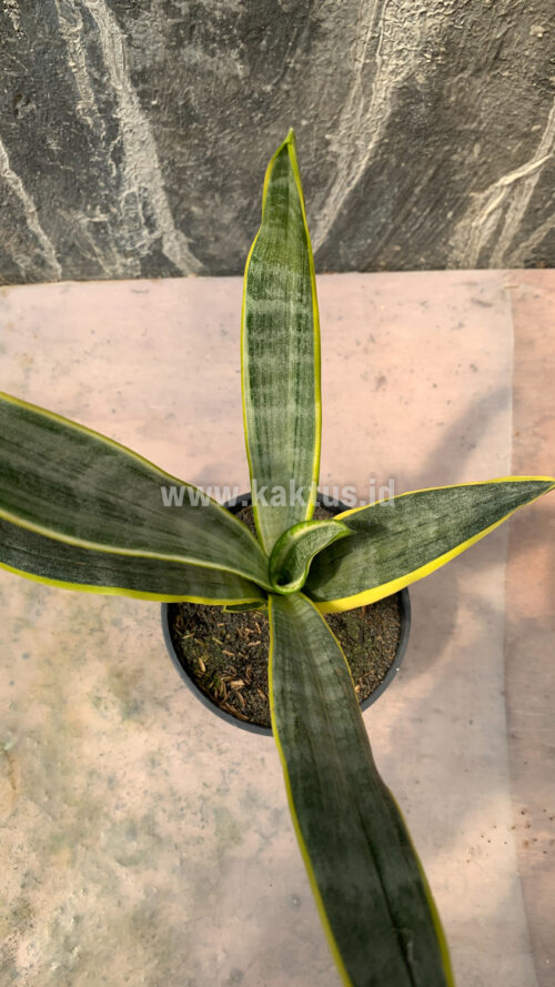 Sansevieria Assalam, real gallery image #5 plants. Picture taken directly from kaktus.id community Sansevieria farmer green houses.