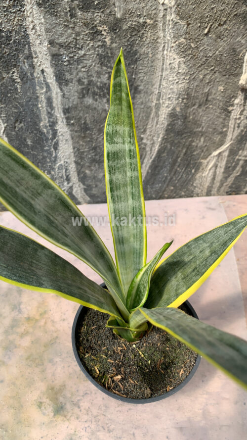 Sansevieria Assalam, real gallery image #6 plants. Picture taken directly from kaktus.id community Sansevieria farmer green houses.