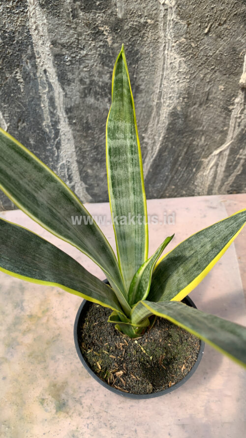 Sansevieria Assalam, real gallery image #7 plants. Picture taken directly from kaktus.id community Sansevieria farmer green houses.