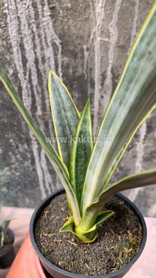 Sansevieria Assalam, real gallery image #8 plants. Picture taken directly from kaktus.id community Sansevieria farmer green houses.