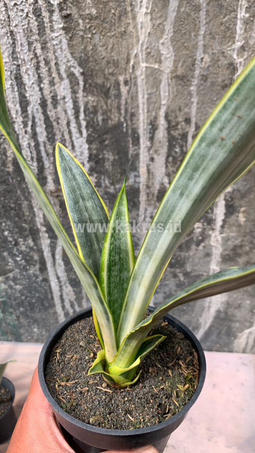 Sansevieria Assalam, real gallery image #3 plants. Picture taken directly from kaktus.id community Sansevieria farmer green houses.
