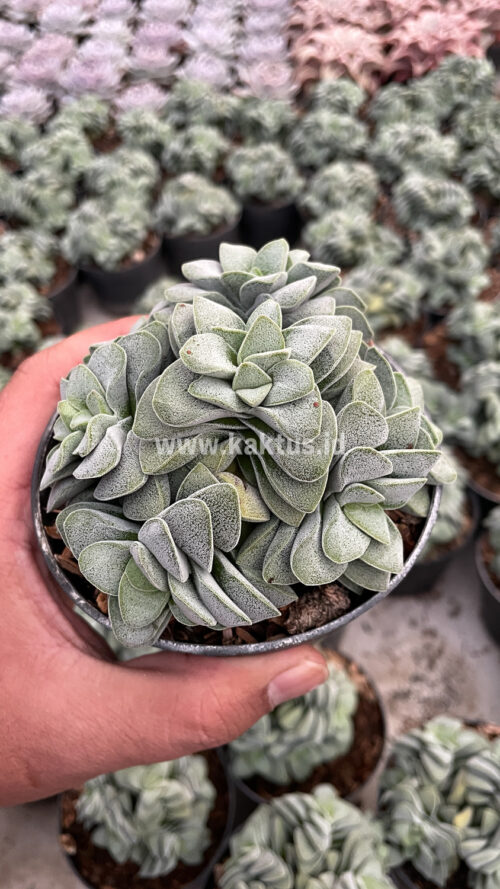 Crassula Morgans Beauty Cluster, real gallery image #12 plants. Picture taken directly from kaktus.id community Crassula farmer green houses.