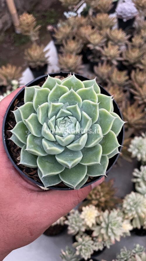 Echeveria Hyalina, real gallery image #16 plants. Picture taken directly from kaktus.id community Echeveria farmer green houses.