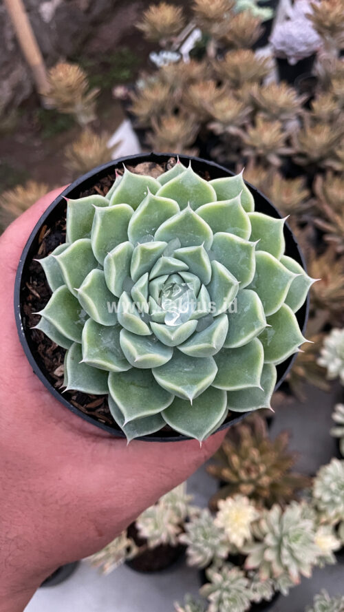 Echeveria Hyalina, real gallery image #7 plants. Picture taken directly from kaktus.id community Echeveria farmer green houses.