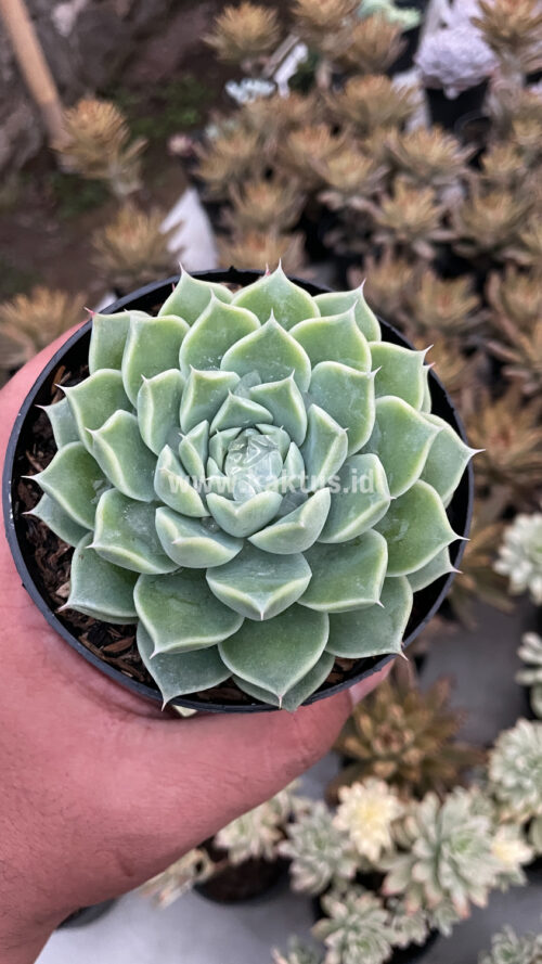 Echeveria Hyalina, real gallery image #6 plants. Picture taken directly from kaktus.id community Echeveria farmer green houses.