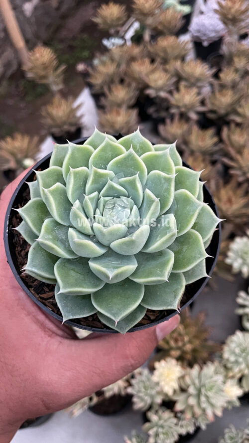 Echeveria Hyalina, real gallery image #5 plants. Picture taken directly from kaktus.id community Echeveria farmer green houses.