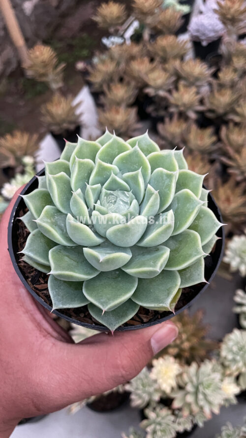 Echeveria Hyalina, real gallery image #4 plants. Picture taken directly from kaktus.id community Echeveria farmer green houses.