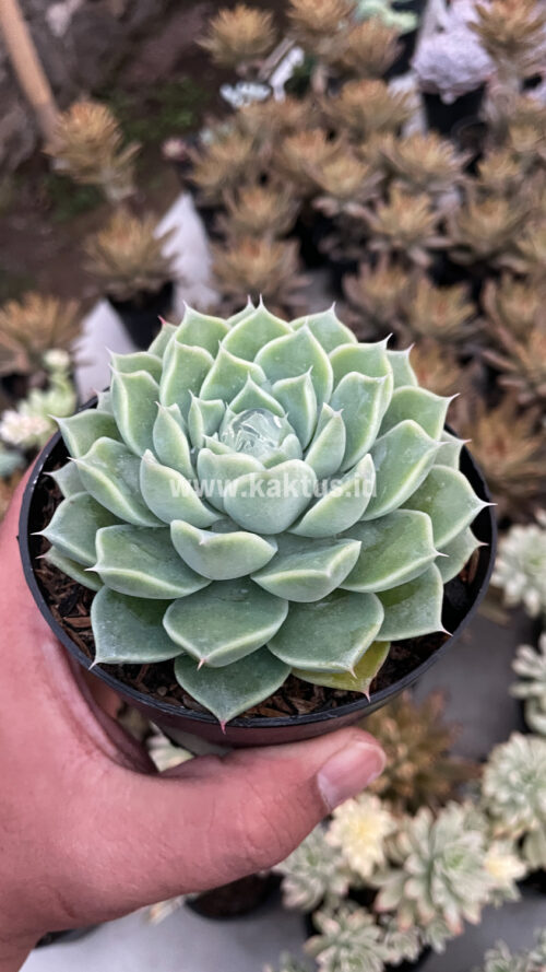 Echeveria Hyalina, real gallery image #3 plants. Picture taken directly from kaktus.id community Echeveria farmer green houses.