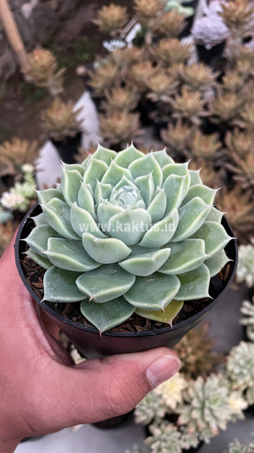 Echeveria Hyalina, real gallery image #2 plants. Picture taken directly from kaktus.id community Echeveria farmer green houses.