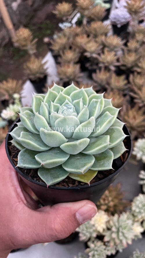 Echeveria Hyalina, real gallery image #1 plants. Picture taken directly from kaktus.id community Echeveria farmer green houses.
