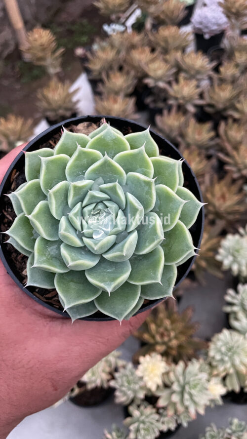 Echeveria Hyalina, real gallery image #15 plants. Picture taken directly from kaktus.id community Echeveria farmer green houses.