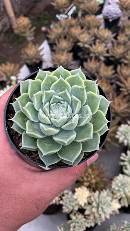 Echeveria Hyalina, real gallery image #14 plants. Picture taken directly from kaktus.id community Echeveria farmer green houses.