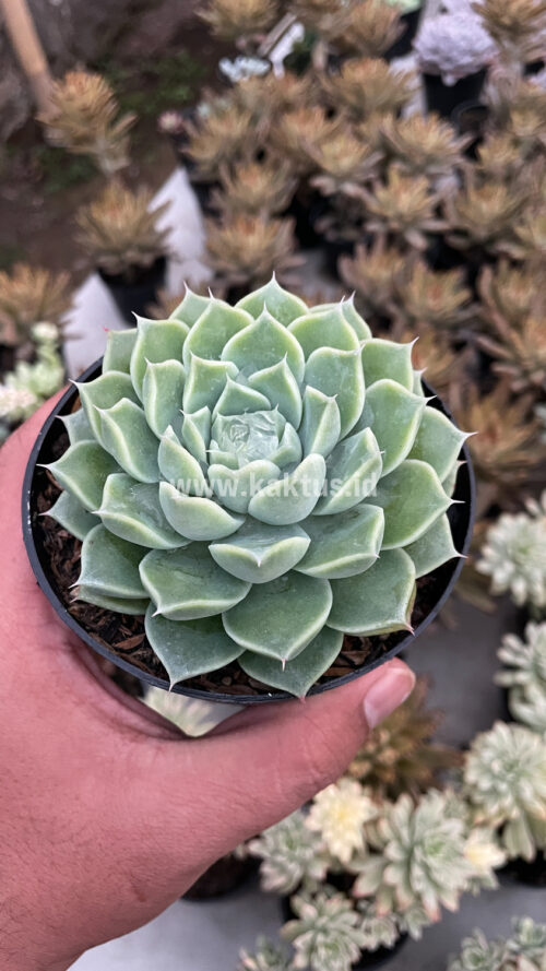 Echeveria Hyalina, real gallery image #13 plants. Picture taken directly from kaktus.id community Echeveria farmer green houses.
