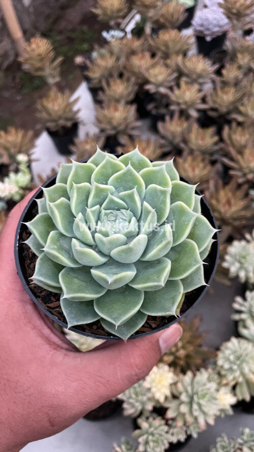 Echeveria Hyalina, real gallery image #12 plants. Picture taken directly from kaktus.id community Echeveria farmer green houses.