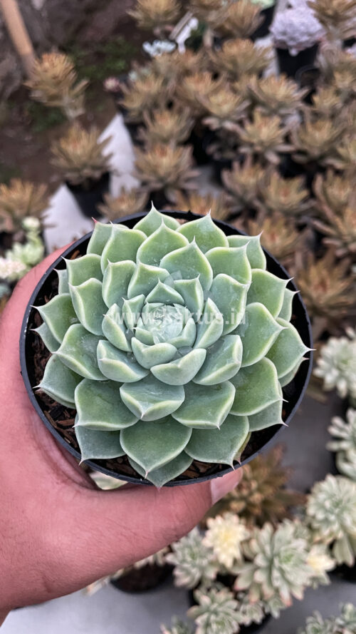 Echeveria Hyalina, real gallery image #11 plants. Picture taken directly from kaktus.id community Echeveria farmer green houses.