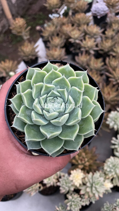 Echeveria Hyalina, real gallery image #10 plants. Picture taken directly from kaktus.id community Echeveria farmer green houses.
