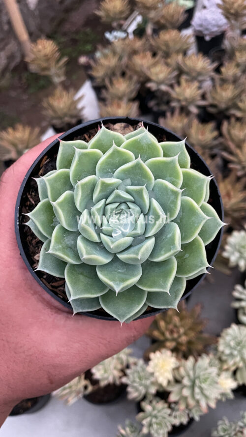 Echeveria Hyalina, real gallery image #9 plants. Picture taken directly from kaktus.id community Echeveria farmer green houses.