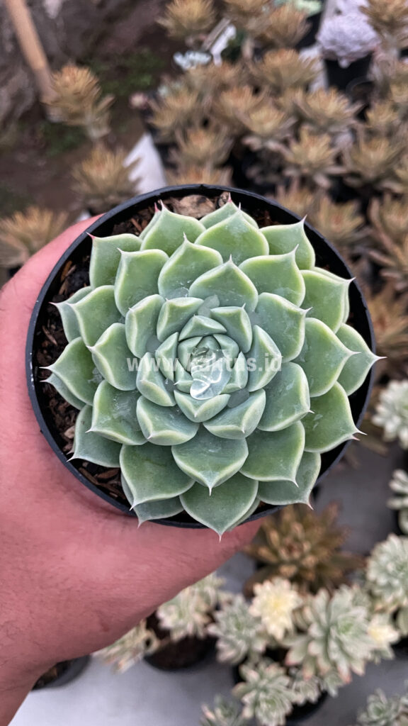 kaktus.id