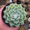 Echeveria Hyalina, real feature image plant. Picture taken directly from kaktus.id community Echeveria farmer green houses.