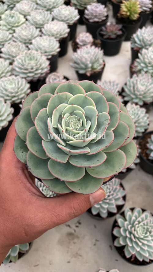 Echeveria Imbricata, real gallery image #18 plants. Picture taken directly from kaktus.id community Echeveria farmer green houses.