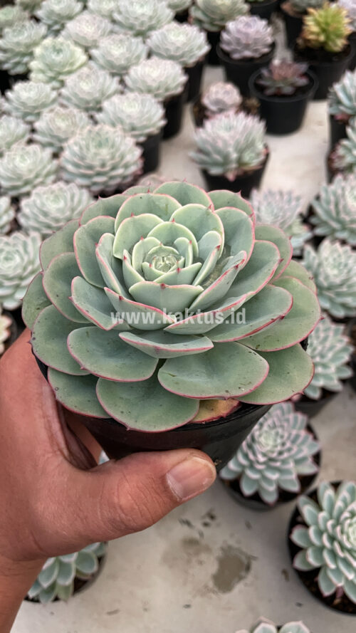Echeveria Imbricata, real gallery image #9 plants. Picture taken directly from kaktus.id community Echeveria farmer green houses.