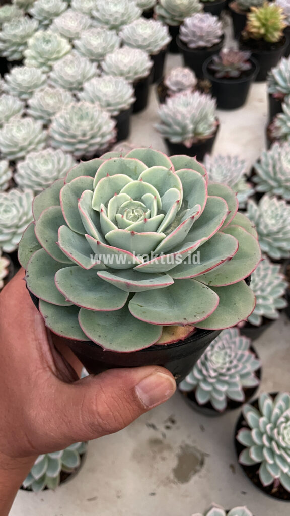 kaktus.id