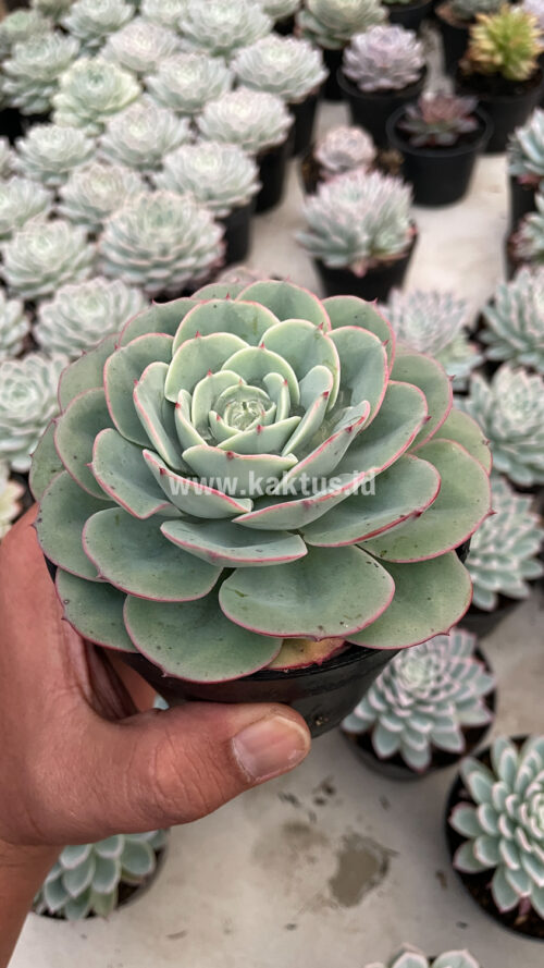 Echeveria Imbricata, real gallery image #8 plants. Picture taken directly from kaktus.id community Echeveria farmer green houses.