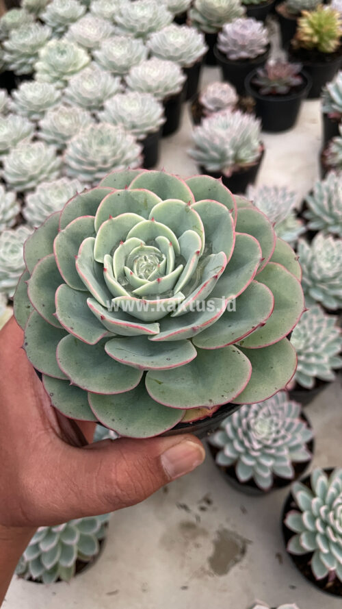 Echeveria Imbricata, real gallery image #7 plants. Picture taken directly from kaktus.id community Echeveria farmer green houses.