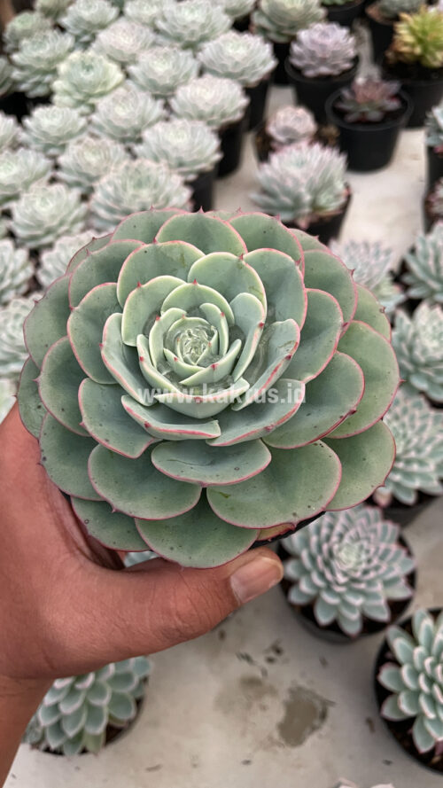 Echeveria Imbricata, real gallery image #6 plants. Picture taken directly from kaktus.id community Echeveria farmer green houses.