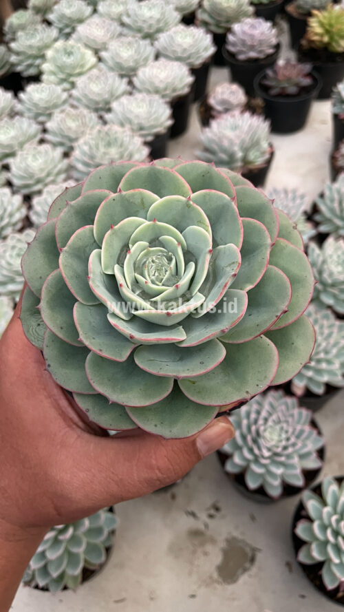 Echeveria Imbricata, real gallery image #5 plants. Picture taken directly from kaktus.id community Echeveria farmer green houses.