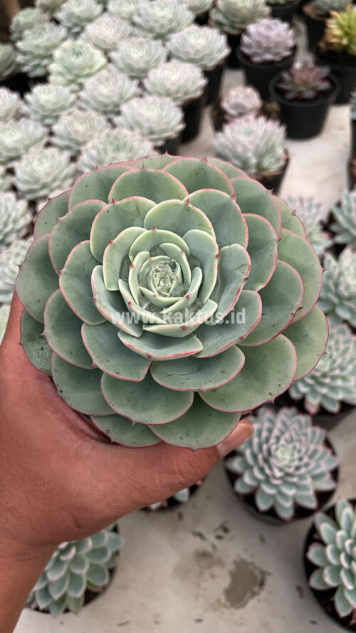 Echeveria Imbricata, real gallery image #4 plants. Picture taken directly from kaktus.id community Echeveria farmer green houses.
