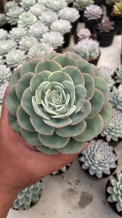 Echeveria Imbricata, real gallery image #3 plants. Picture taken directly from kaktus.id community Echeveria farmer green houses.