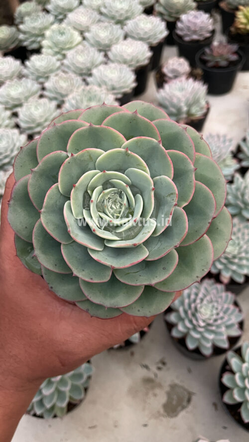 Echeveria Imbricata, real gallery image #2 plants. Picture taken directly from kaktus.id community Echeveria farmer green houses.