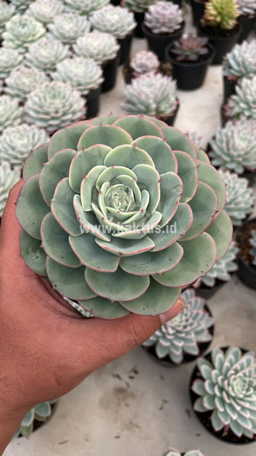 Echeveria Imbricata, real gallery image #17 plants. Picture taken directly from kaktus.id community Echeveria farmer green houses.