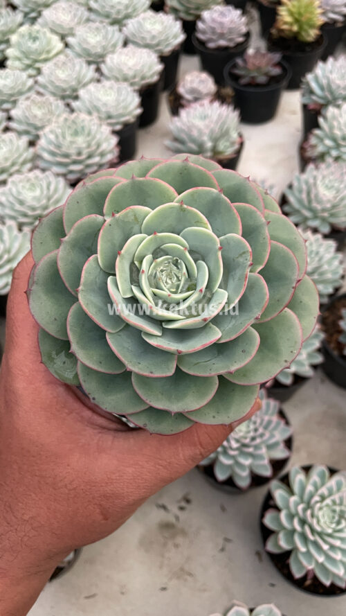 Echeveria Imbricata, real gallery image #16 plants. Picture taken directly from kaktus.id community Echeveria farmer green houses.