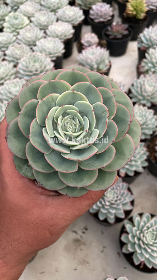 Echeveria Imbricata, real gallery image #15 plants. Picture taken directly from kaktus.id community Echeveria farmer green houses.