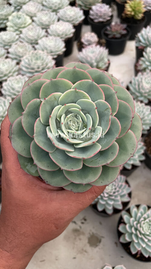 Echeveria Imbricata, real gallery image #14 plants. Picture taken directly from kaktus.id community Echeveria farmer green houses.