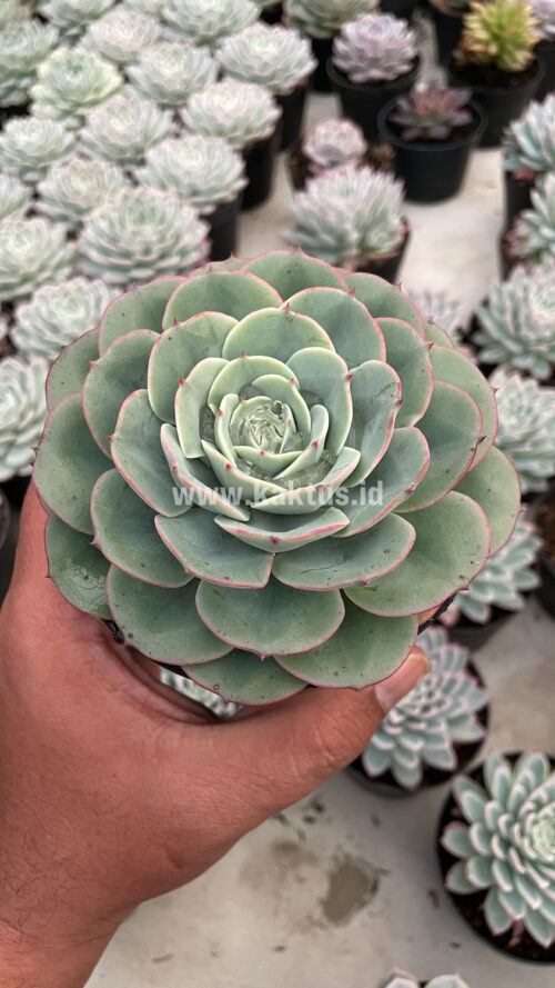 Echeveria Imbricata, real gallery image #13 plants. Picture taken directly from kaktus.id community Echeveria farmer green houses.