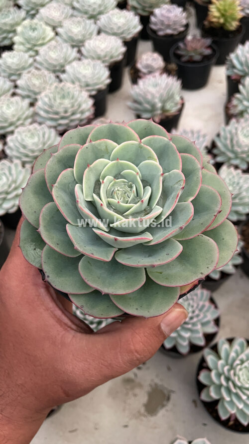 Echeveria Imbricata, real gallery image #12 plants. Picture taken directly from kaktus.id community Echeveria farmer green houses.
