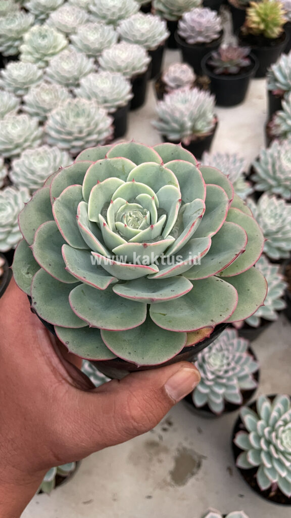 kaktus.id