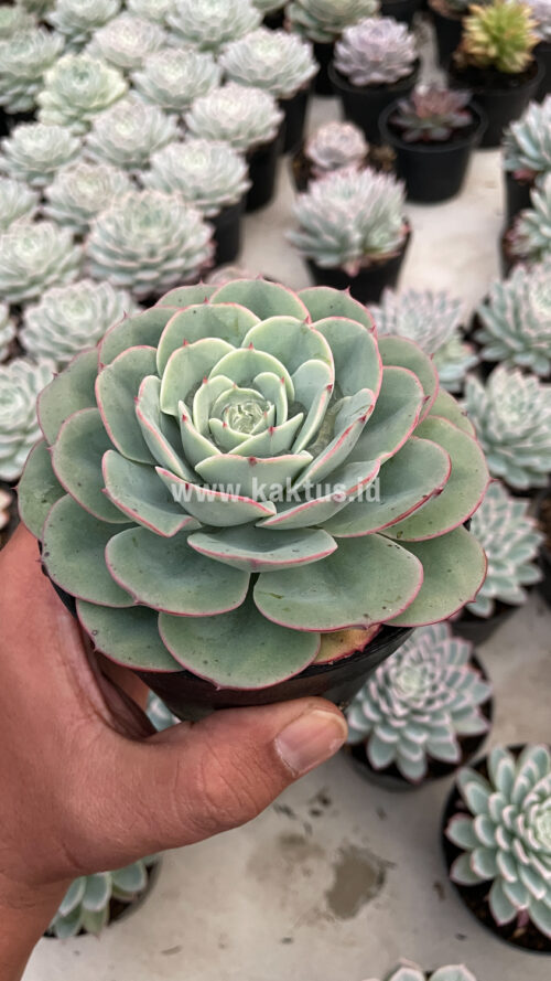 Echeveria Imbricata, real gallery image #10 plants. Picture taken directly from kaktus.id community Echeveria farmer green houses.