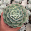 Echeveria Imbricata, real feature image plant. Picture taken directly from kaktus.id community Echeveria farmer green houses.