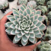 Echeveria Violet Queen, real feature image plant. Picture taken directly from kaktus.id community Echeveria farmer green houses.