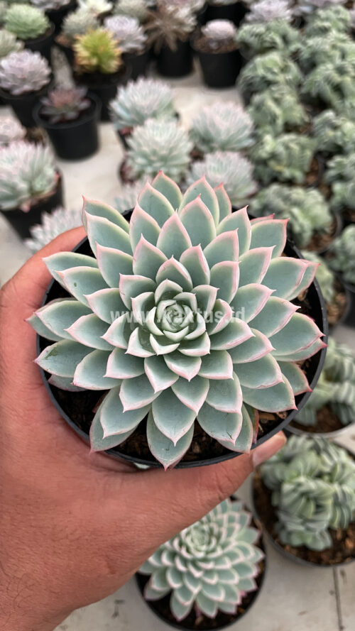 Echeveria Violet Queen, real gallery image #6 plants. Picture taken directly from kaktus.id community Echeveria farmer green houses.