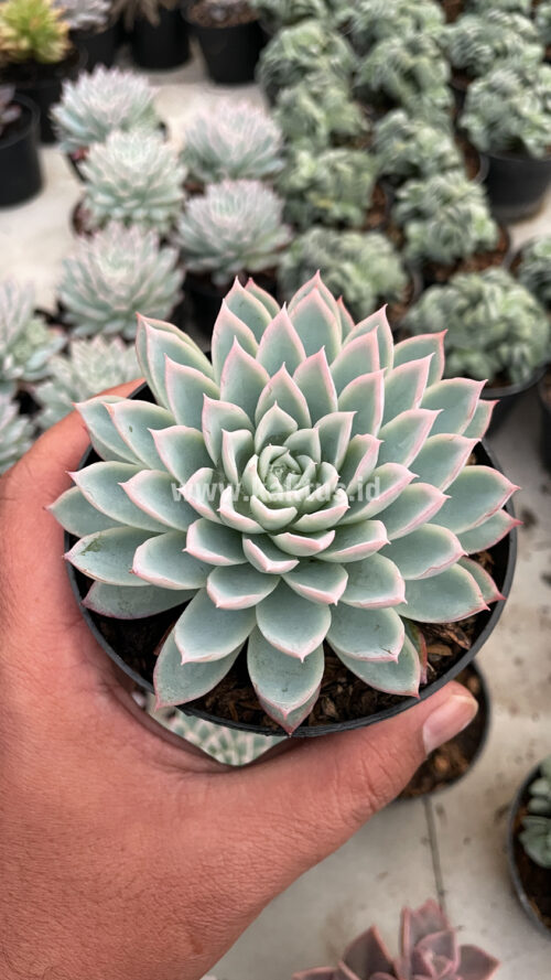 Echeveria Violet Queen, real gallery image #19 plants. Picture taken directly from kaktus.id community Echeveria farmer green houses.