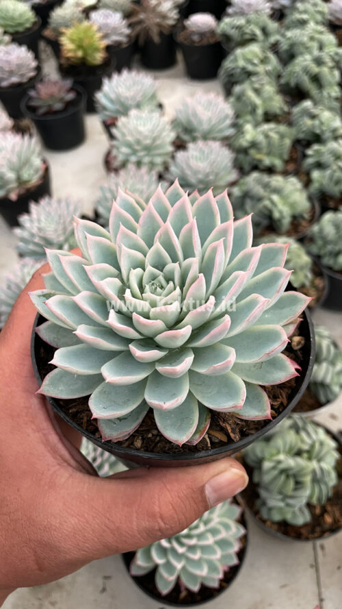 Echeveria Violet Queen, real gallery image #10 plants. Picture taken directly from kaktus.id community Echeveria farmer green houses.