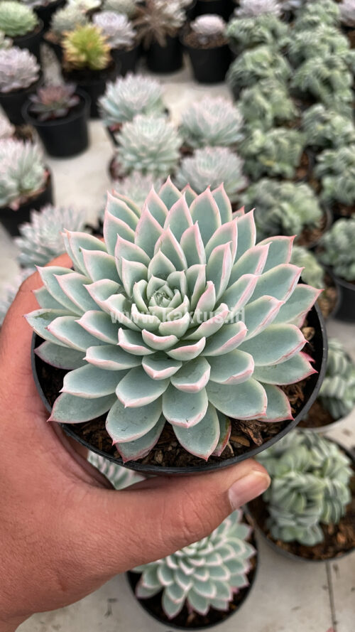 Echeveria Violet Queen, real gallery image #9 plants. Picture taken directly from kaktus.id community Echeveria farmer green houses.