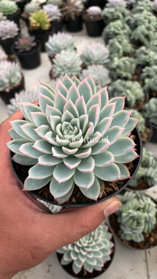 Echeveria Violet Queen, real gallery image #8 plants. Picture taken directly from kaktus.id community Echeveria farmer green houses.