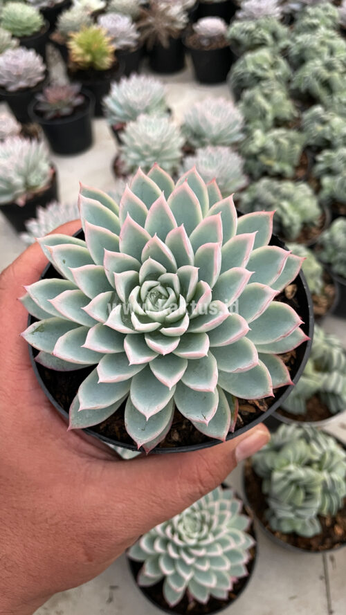 Echeveria Violet Queen, real gallery image #7 plants. Picture taken directly from kaktus.id community Echeveria farmer green houses.