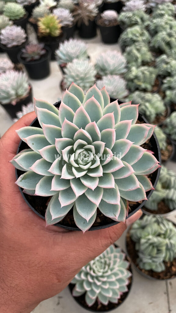 kaktus.id